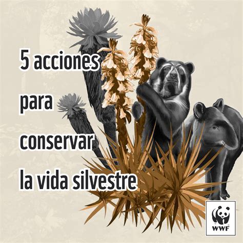 Cinco Acciones Para Conservar La Vida Silvestre Wwf