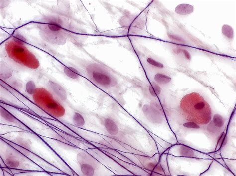 areolar tissue lm photograph  alvin telser pixels