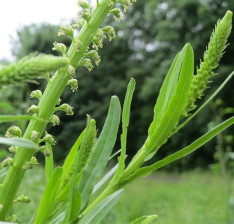 Reseda Plant Growing & Care Guide for Gardeners