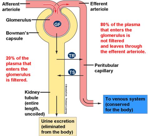 Glomerular Filtration And Renal Blood Flow Flashcards Quizlet