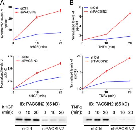 PACSIN2 Negatively Regulates EGF Mediated Signaling A The NanoPro