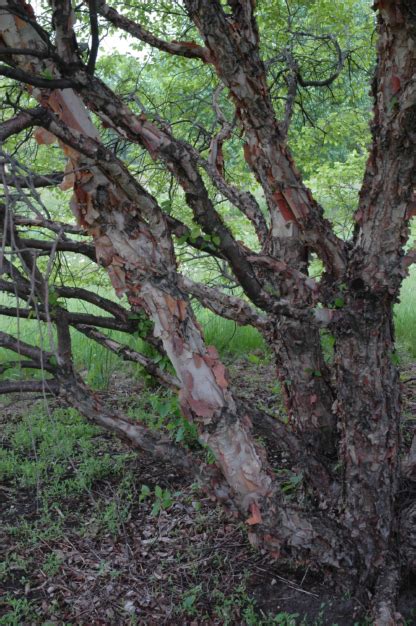 Betula Nigra Fox Valley® Dwarf River Birch Catskill Native Nursery