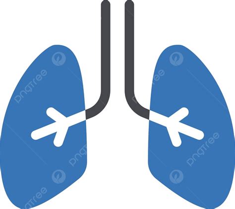 Lungs Trachea Bronchi Isolated Vector Trachea Bronchi Isolated PNG