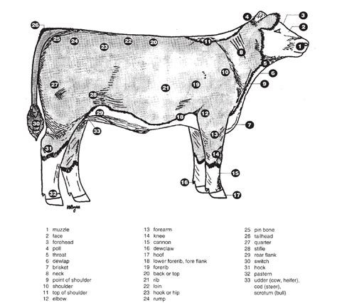 Cow Parts Diagram Cow Leg Bones Diagram The Forelimb