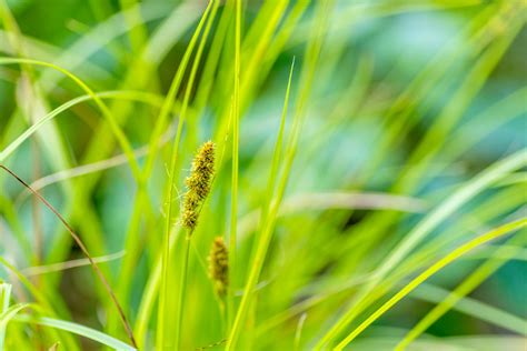 Fox Sedge Plant Care And Growing Guide