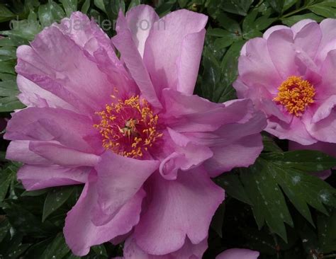 Plantfiles Pictures Intersectional Peony Itoh Peony First Arrival