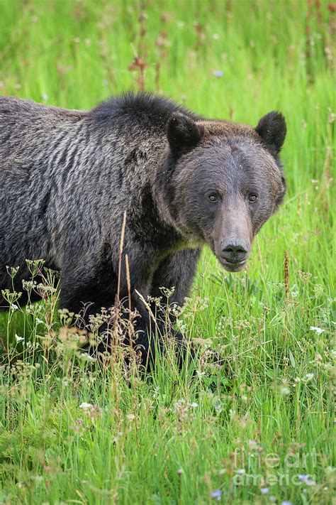 Yellowstone Grizzly Bear 20 Photograph by Maria Struss Photography | Pixels