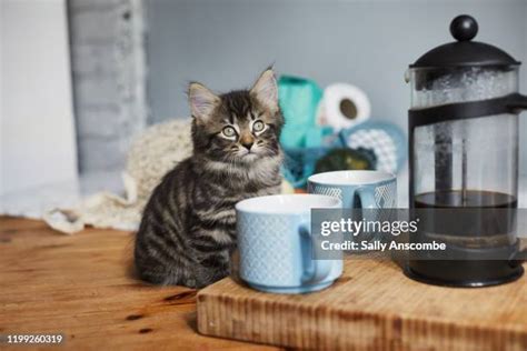 2049 Coffee Kit Stock Photos High Res Pictures And Images Getty Images