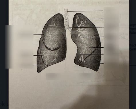 Lung Diagram Diagram Quizlet