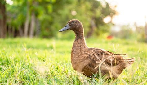 Khaki Campbell Breed Profile - Farmhouse Guide