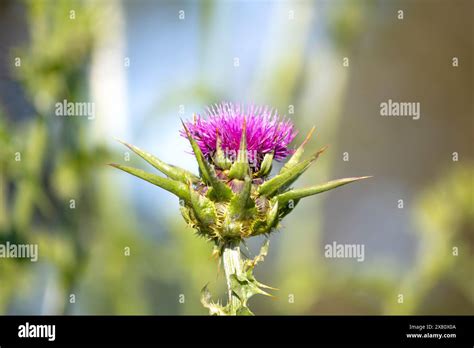 Prickly Plant Idea Concept Thistle Isolated In Front Of Natural Green