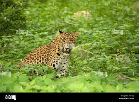 Indian Leopard Panthera Pardus Fusca Jhalana Rajasthan India Stock