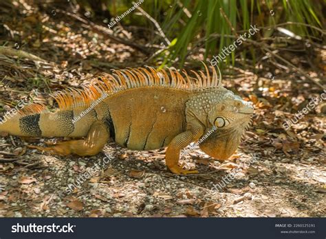 Male Green Iguana Iguana Iguana Spines Stock Photo 2260125191