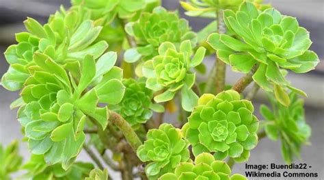 Aeonium Arboreum (Tree Aeonium): Succulent Care Guide (Pictures)