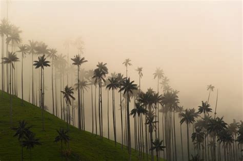 ¿Qué ver y hacer en Valle del Cocora? - Passporter Blog