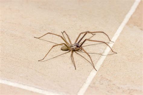Washingtons Giant House Spiders Animals Around The Globe