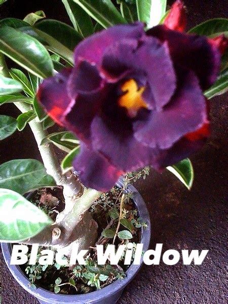 Adenium Black Widow Asean Plant Export