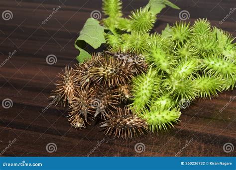 Rough Cocklebur Xanthium Strumarium Stock Photo Image Of Wild