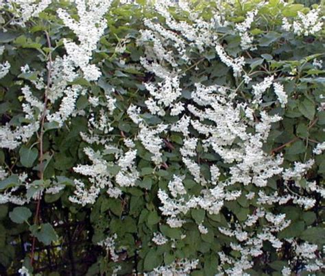 Silver Lace Vine Plant Polygonum aubertii 2.5 Pot | Etsy