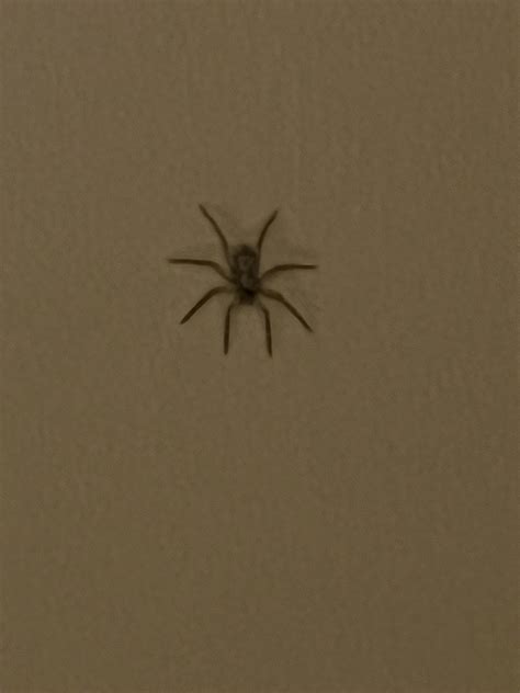 Help Id This Spider In My Room In Kathmandu Nepal Approx 15 2 Inches