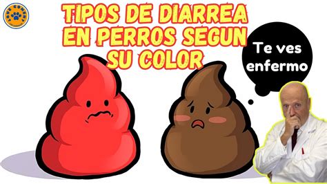 💩 6 Tipos De Diarrea En Perros Segun Su Color 💩 Youtube