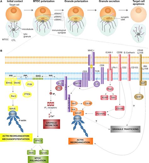 Assembly A And Signaling B At The Cytotoxic T Lymphocyte Ctl