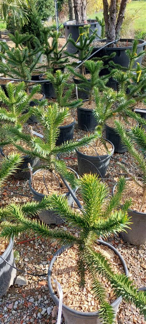 Araucaria Araucariacsilei Araucariacsilei Fenyőpikkelyfenyő Tájkertész