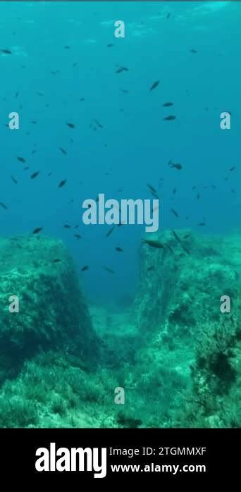 Vertical Video Mediterranean Chromis Fish Chromis Chromis Swim Over