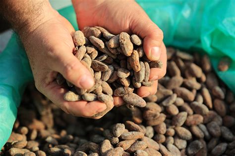 Fortalecen producción de cacao en Santa Catalina La Tinta Gobierno de