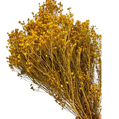 Dry yellow broom - Preservedusa