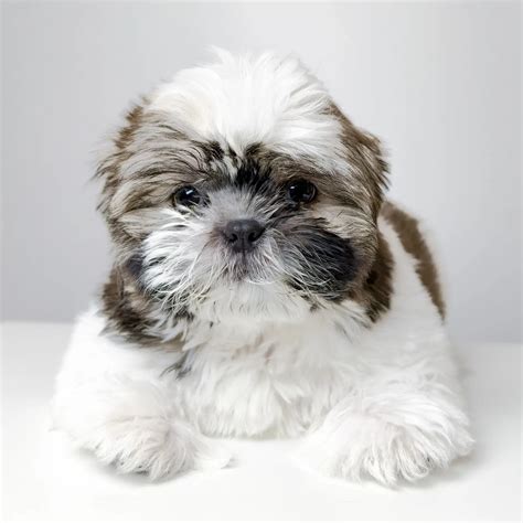 Shih Tzu - Male 西斯 - Pet Time (Puppy for Sale)