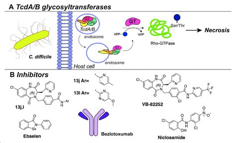 A The Tcda Tcdb Bacterial Exotoxin System B Inhibitors Against Download Scientific