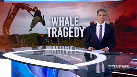 Whale Tragedy 9 News Perth Youtube