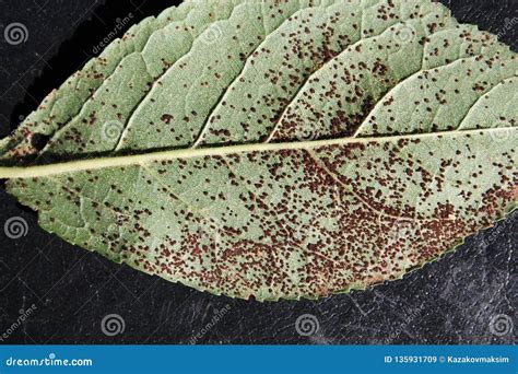 Plum Rust Tranzschelia Pruni Spinosae On Green Leaf Of Plum Or Prunus