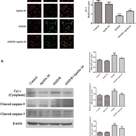 Apelin Alleviates Mitochondrial Apoptosis In Ogd R Model A Mmp Was