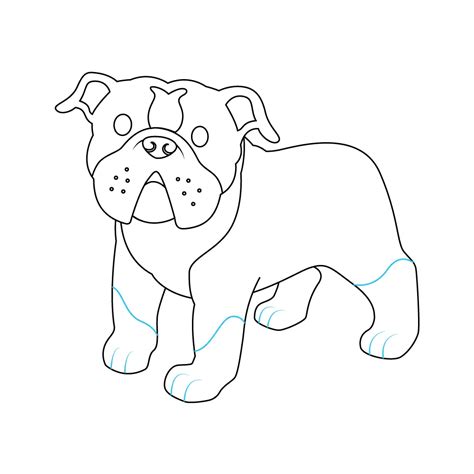 How To Draw A Bulldog Step By Step