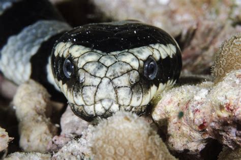 Venomous Sea Snake Facts Hydrophiinae And Laticaudinae