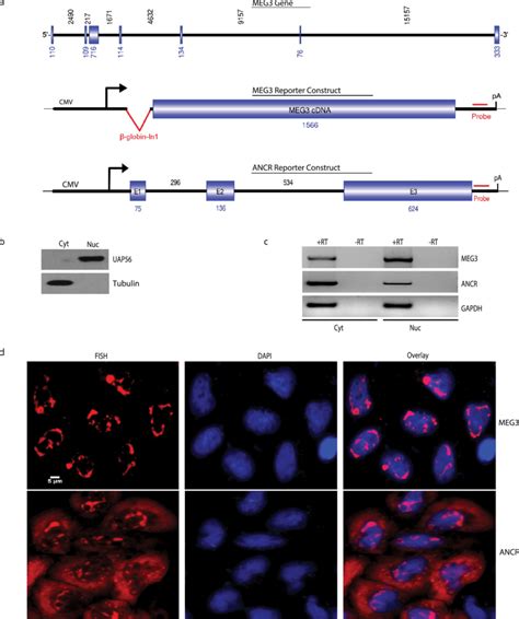 Subcellular Localization Of Meg Reporter Transcripts A Schematic Of