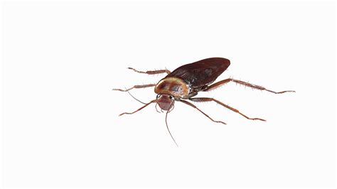 Flying Red Cockroach 3D Model - TurboSquid 2073189