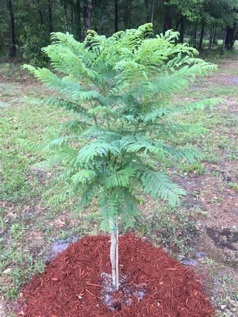 Jacaranda Trees For Sale