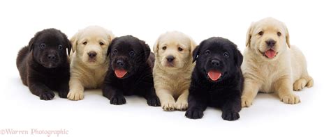 Dogs: Black and Golden Retriever pups photo - WP02477