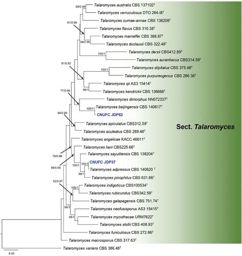 Phylogram Generated From The Maximum Likelihood Raxml Analysis Based