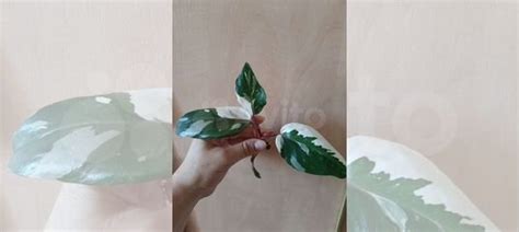 Филодендрон ред андерсен купить в Севастополе | Товары для дома и дачи ...