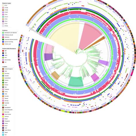 Core Genome Phylogeny Of Strong Biofilm Forming Clinical K Pneumoniae