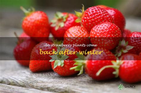 How To Revive Your Strawberry Plant After Winter Tips And Tricks For A Thriving Plant Shuncy