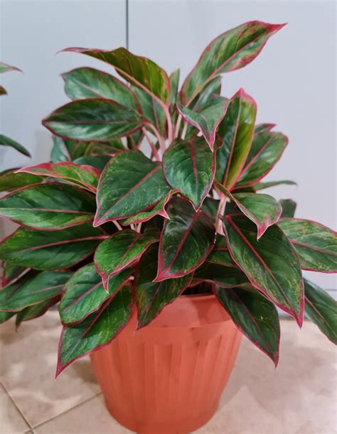 Aglaonema Red Siam Plants Chinese Evergreen Plants Furniture Home