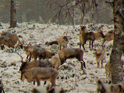 Flock Of Reindeer Wilderness Life Blog