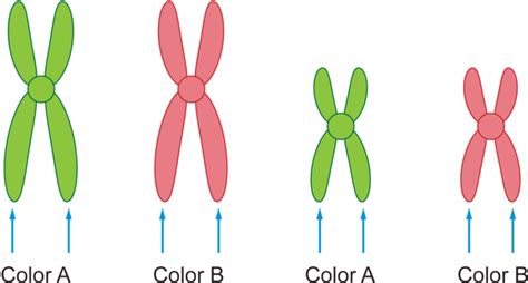 Download Vector Transparent Library Chromosome Drawing - Chromosome ...