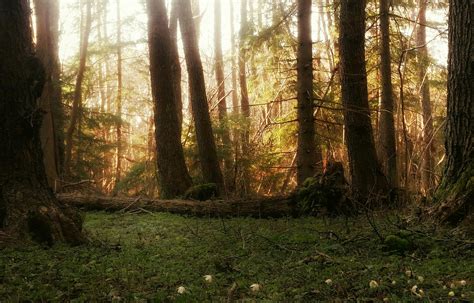 Wallpaper Woodland Ecosystem Spruce Fir Forest Old Growth Forest