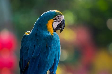 Premium Photo Beautiful Macaw Parrots Clsoe Up